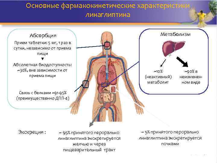 Основные фармакокинетические характеристики линаглиптина Метаболизм Абсорбция Прием таблетки: 5 мг, 1 раз в сутки,