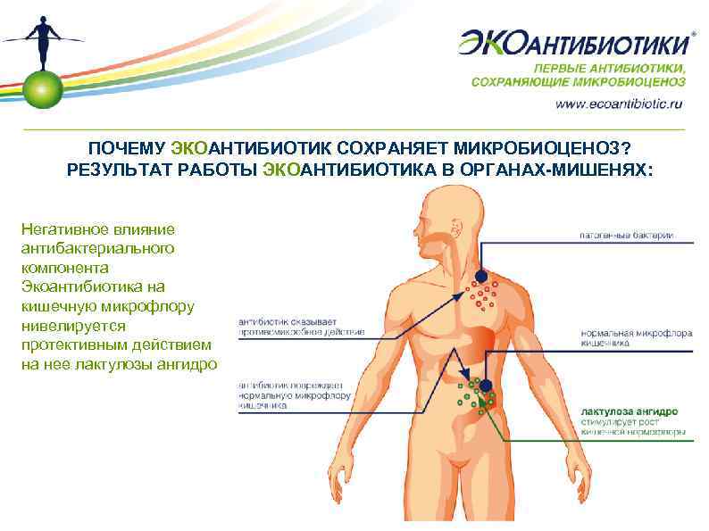 ПОЧЕМУ ЭКОАНТИБИОТИК СОХРАНЯЕТ МИКРОБИОЦЕНОЗ? РЕЗУЛЬТАТ РАБОТЫ ЭКОАНТИБИОТИКА В ОРГАНАХ-МИШЕНЯХ: Негативное влияние антибактериального компонента Экоантибиотика