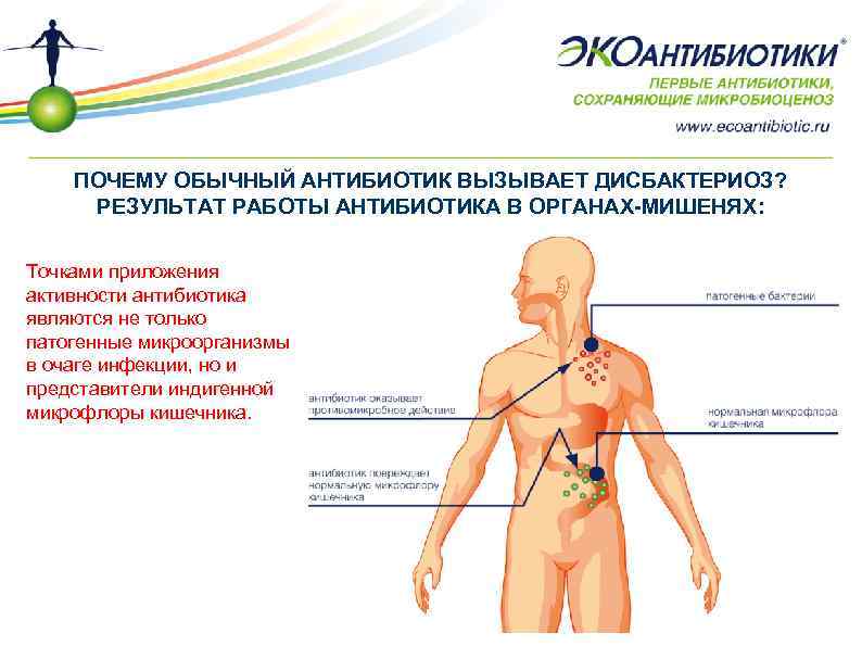 Почему обычный. Индигенная и транзиторная микрофлора. Экоантибиотики. Индигенная микрофлора это. Индигенная микрофлора кишечника.