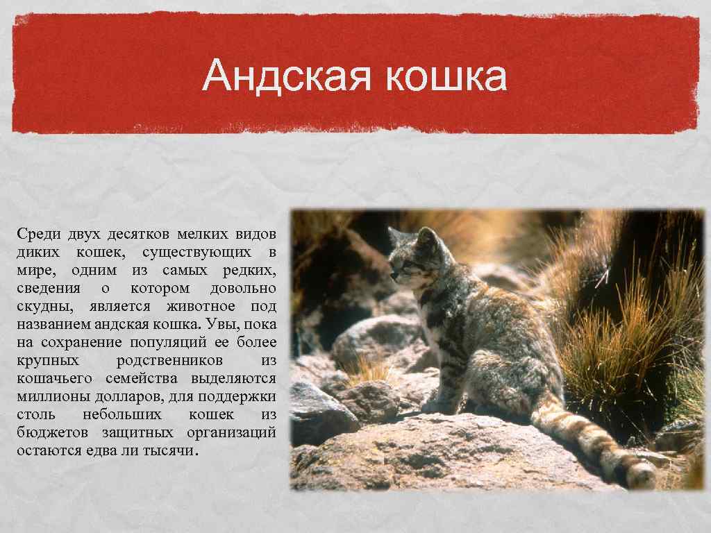 Андская кошка Среди двух десятков мелких видов диких кошек, существующих в мире, одним из