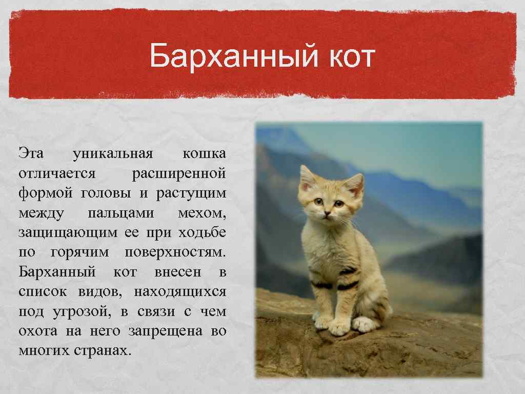 Краткий кота. Барханный кот природная зона обитания. Барханная кошка красная книга. Барханный кот краткое описание. Среда обитания барханного кота.