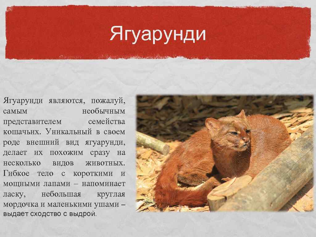 Ягуарунди являются, пожалуй, самым необычным представителем семейства кошачьих. Уникальный в своем роде внешний вид