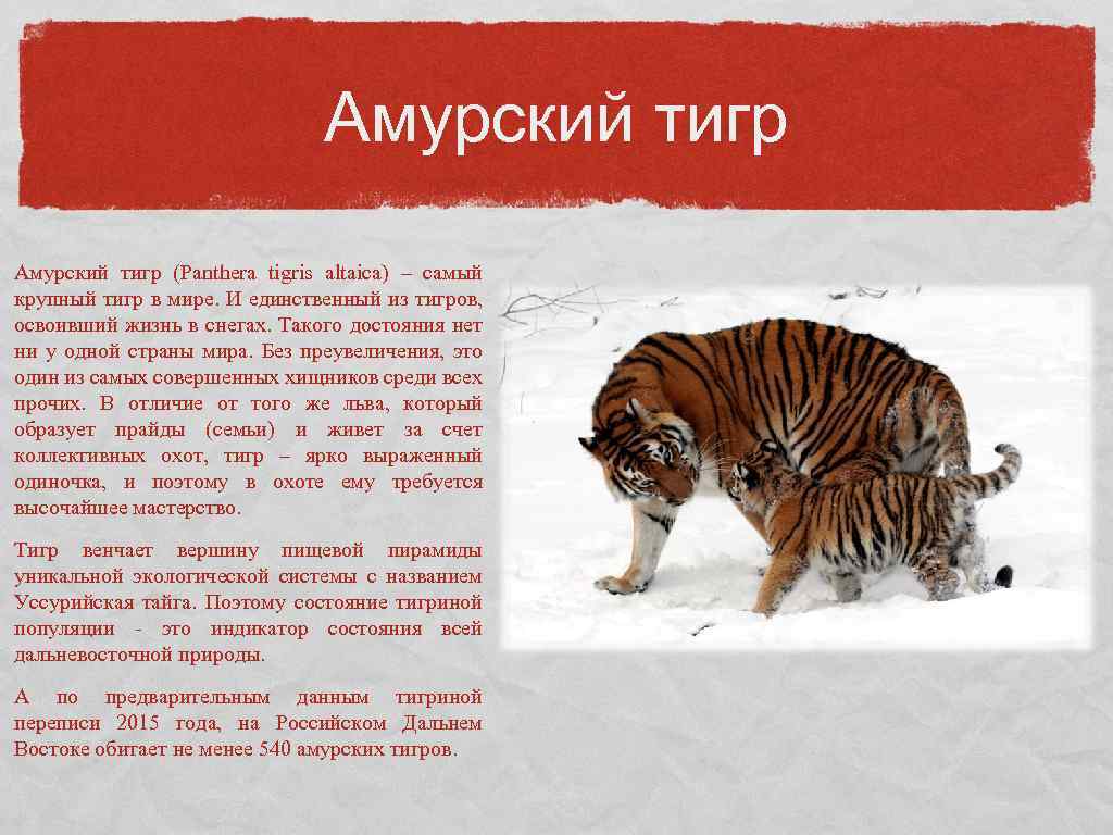 Книга про амурского тигра. Амурский тигр Panthera Tigris altaica. Дальневосточный тигр красная книга. Амурский тигр описание. Амурский тигр красная книга.