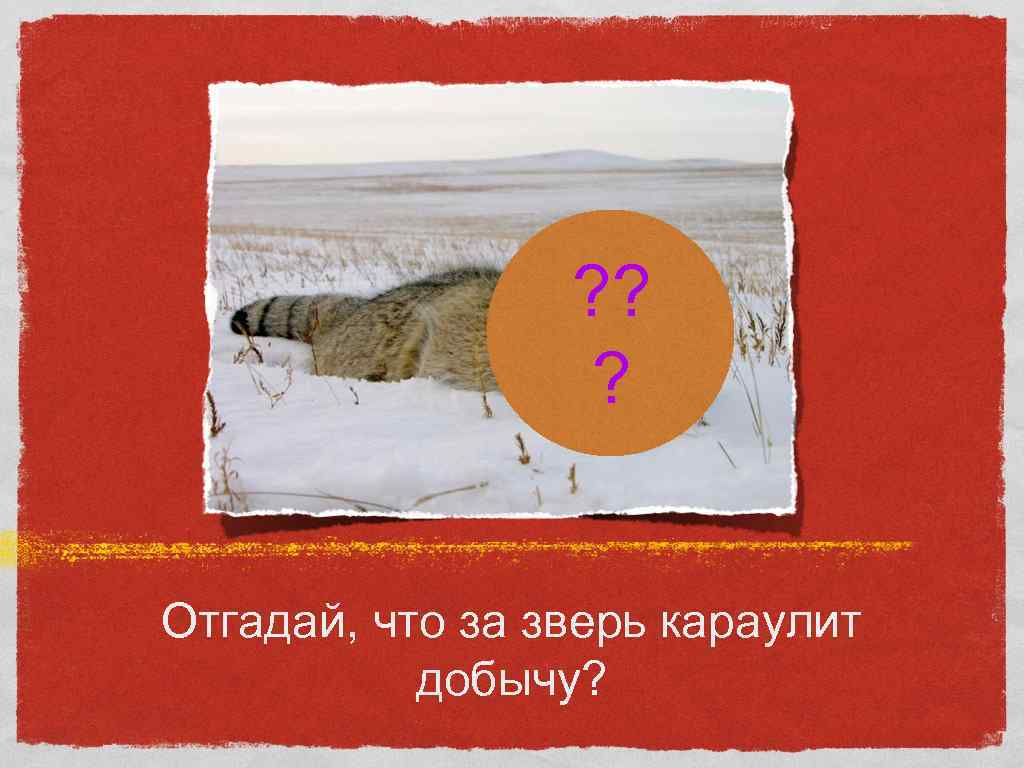 ? ? ? Отгадай, что за зверь караулит добычу? 