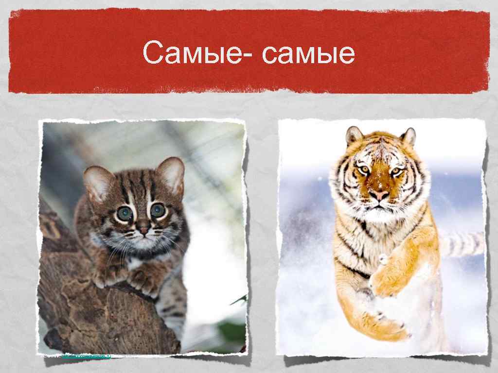 Самые- самые Источник: http: //goodnewsanimal. ru 