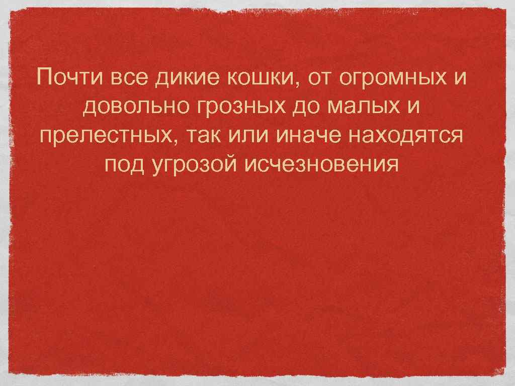 Почти все дикие кошки, от огромных и довольно грозных до малых и прелестных, так