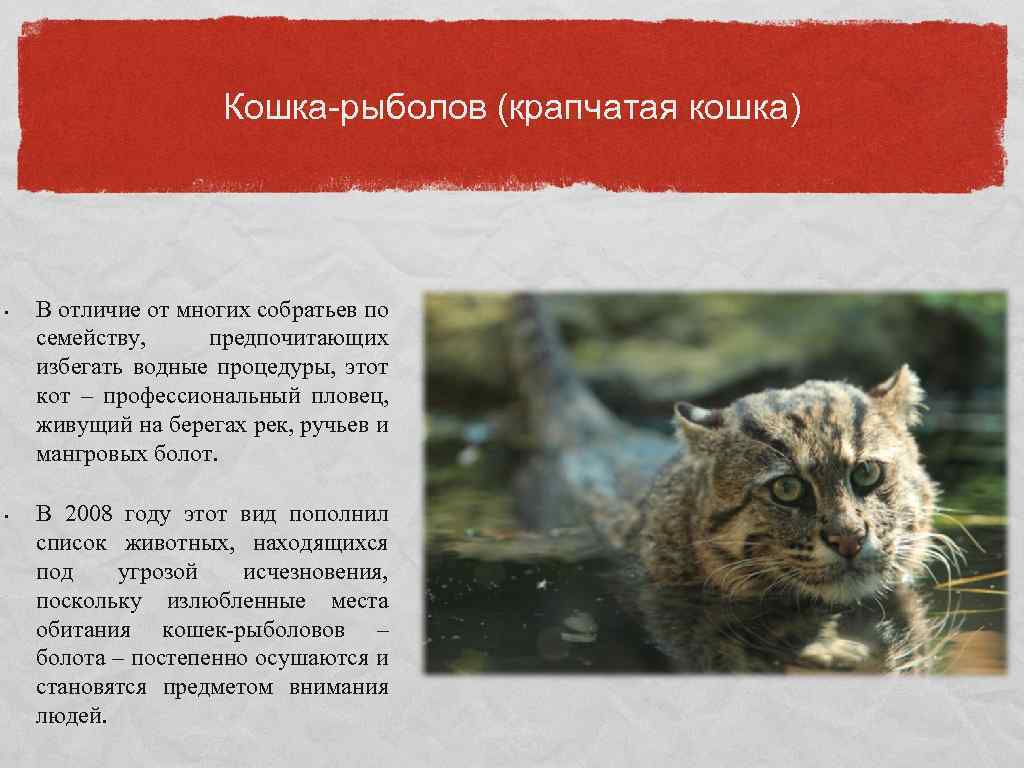 Кошка-рыболов (крапчатая кошка) • • В отличие от многих собратьев по семейству, предпочитающих избегать