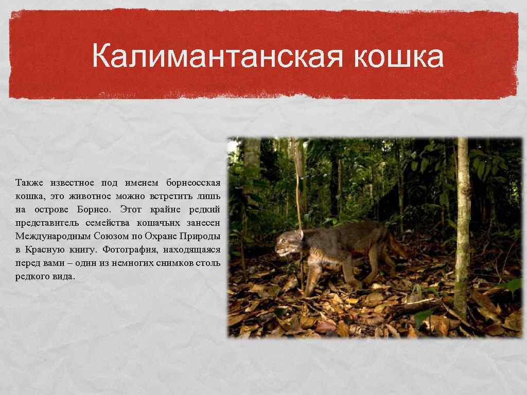 Калимантанская кошка Также известное под именем борнеосская кошка, это животное можно встретить лишь на