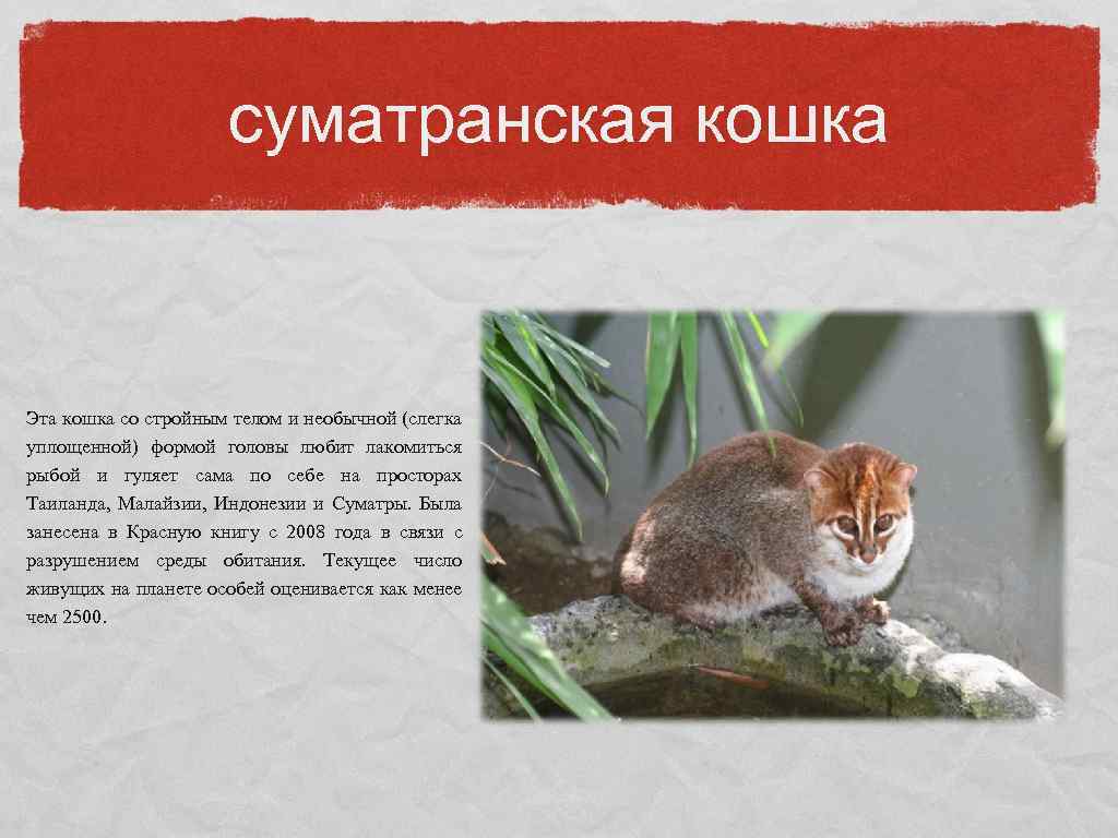 суматранская кошка Эта кошка со стройным телом и необычной (слегка уплощенной) формой головы любит