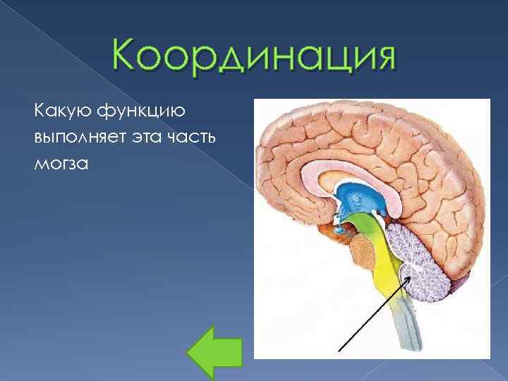 Координация Какую функцию выполняет эта часть могза 