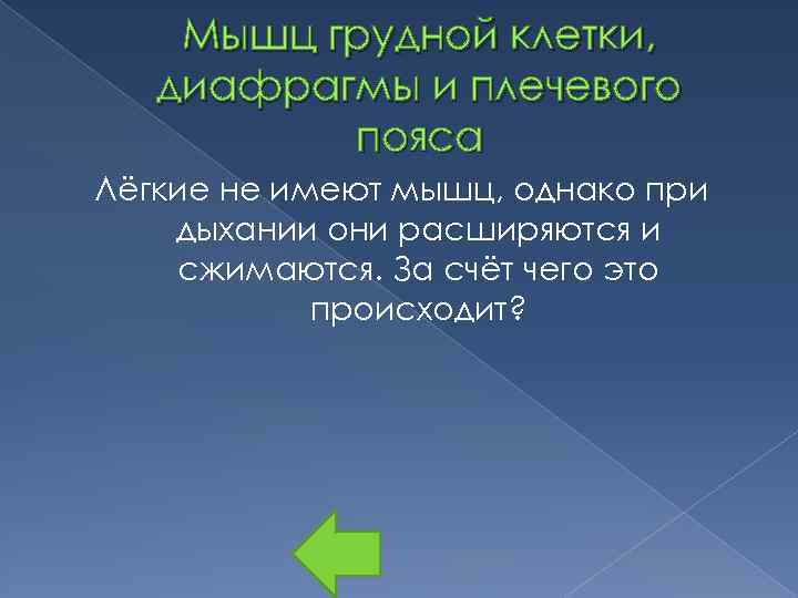 Мышц грудной клетки, диафрагмы и плечевого пояса Лёгкие не имеют мышц, однако при дыхании