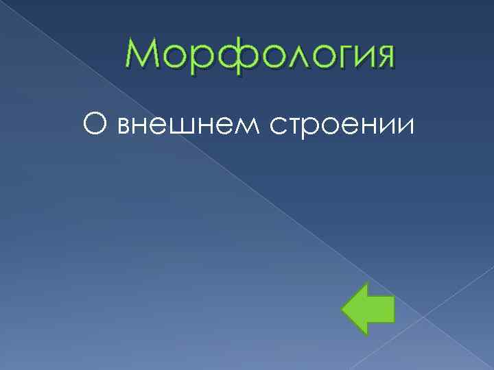 Морфология О внешнем строении 