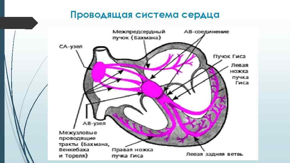 Проводящая система сердца 