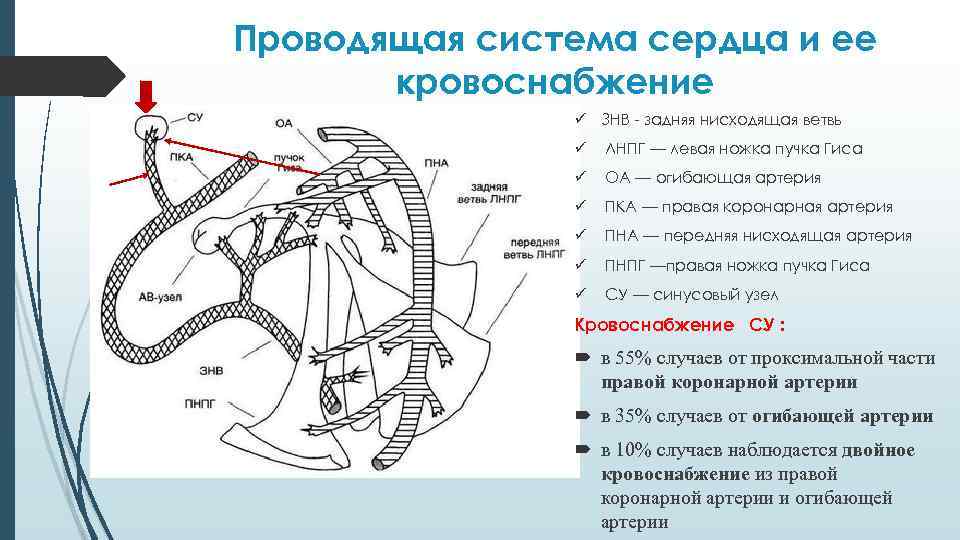 Проводящая система сердца и ее кровоснабжение ü ЗНВ - задняя нисходящая ветвь ü ЛНПГ
