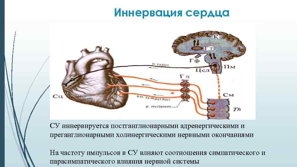 Иннервация сердца СУ иннервируется постганглионарными адренергическими и преганглионарными холинергическими нервными окончаниями На частоту импульсов