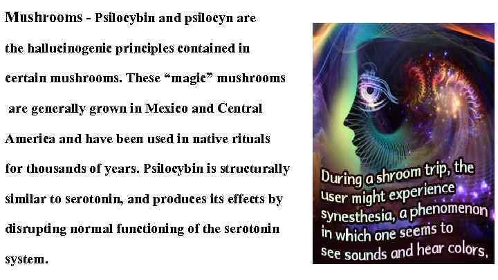 Mushrooms - Psilocybin and psilocyn are the hallucinogenic principles contained in certain mushrooms. These