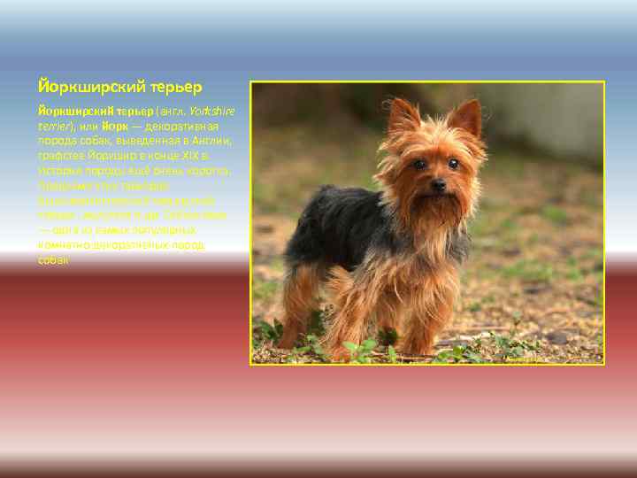 Йоркширский терьер (англ. Yorkshire terrier), или йорк — декоративная порода собак, выведенная в Англии,