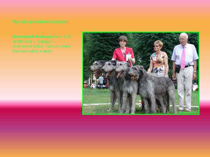 Ирландский волкодав (англ. Irish Wolfhound) — порода охотничьих собак. Одна из самых больших собак