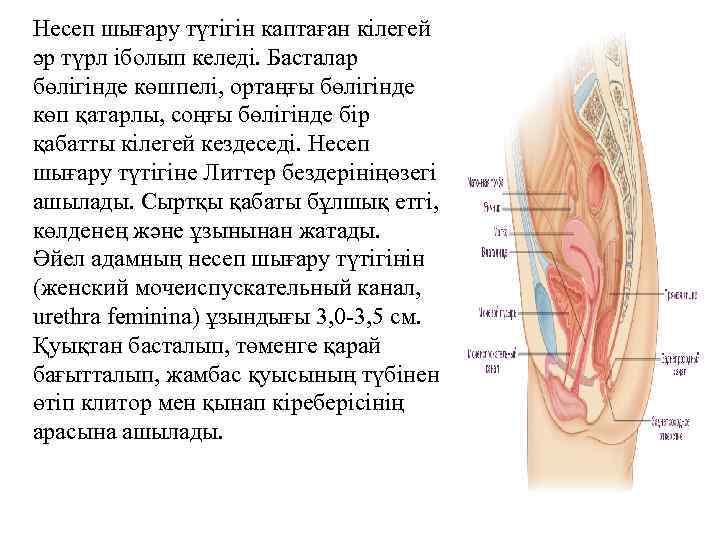 Несеп шығару түтігін каптаған кілегей әр түрл іболып келеді. Басталар бөлігінде көшпелі, ортаңғы бөлігінде