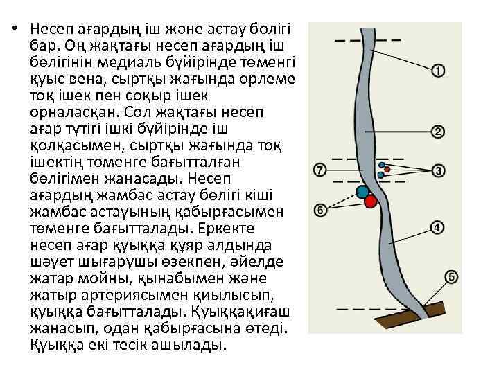 Несеп тас ауруы презентация