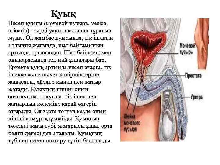 Қуық Несеп қуығы (мочевой пузырь, vesica urinaria) - зәрді уакытшажинап тұратын мүше. Ол жамбас