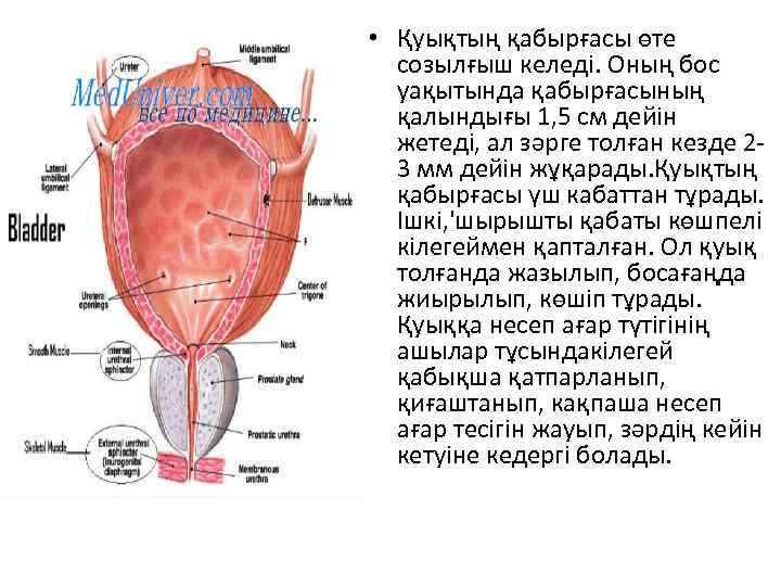  • Қуықтың қабырғасы өте созылғыш келеді. Оның бос уақытында қабырғасының қалындығы 1, 5