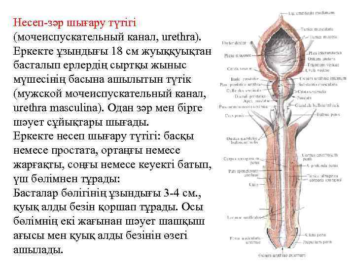 Несеп-зәр шығару түтігі (мочеиспускательный канал, urethra). Еркекте ұзындығы 18 см жуыққуықтан басталып ерлердің сыртқы