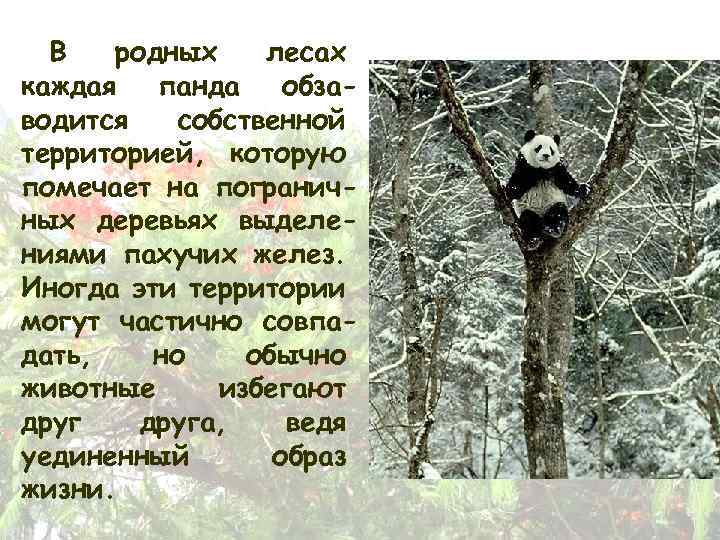 В родных лесах каждая панда обзаводится собственной территорией, которую помечает на пограничных деревьях выделениями