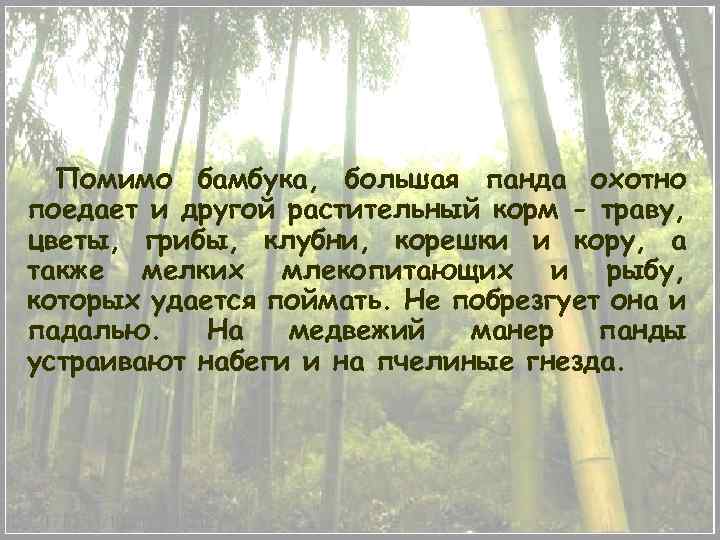 Помимо бамбука, большая панда охотно поедает и другой растительный корм - траву, цветы, грибы,