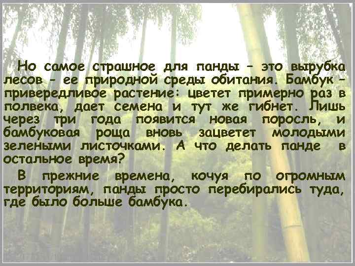 Но самое страшное для панды – это вырубка лесов - ее природной среды обитания.