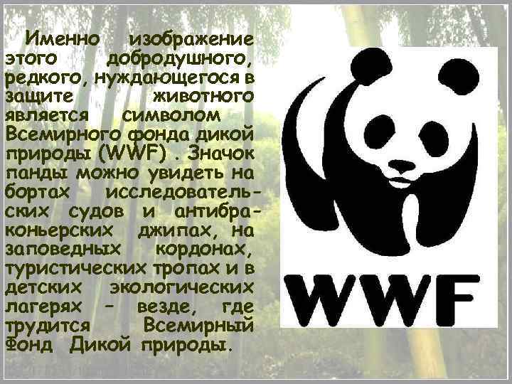 Именно изображение этого добродушного, редкого, нуждающегося в защите животного является символом Всемирного фонда дикой