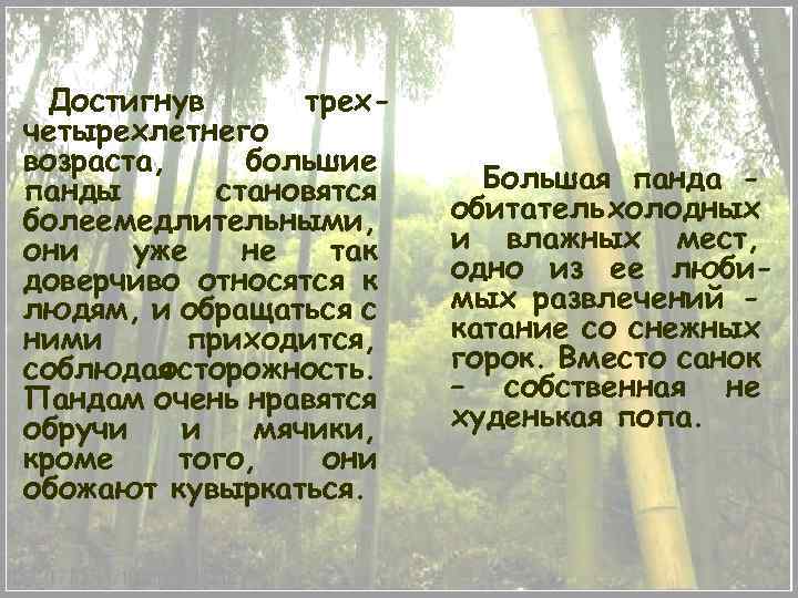 Достигнув трехчетырехлетнего возраста, большие панды становятся более медлительными, они уже не так доверчиво относятся