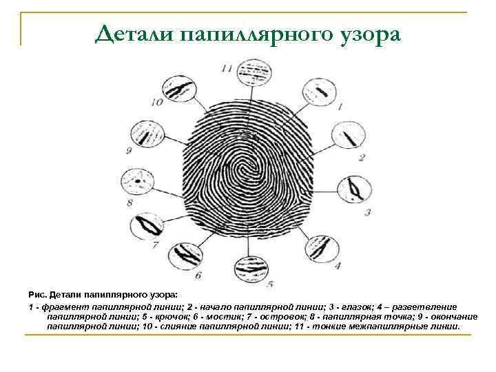 Признаки папиллярных узоров. Строение папиллярного узора пальцевого отпечатка. Детали строения петлевого папиллярного узора. Строение папиллярного узора криминалистика. Частные признаки папиллярного узора.