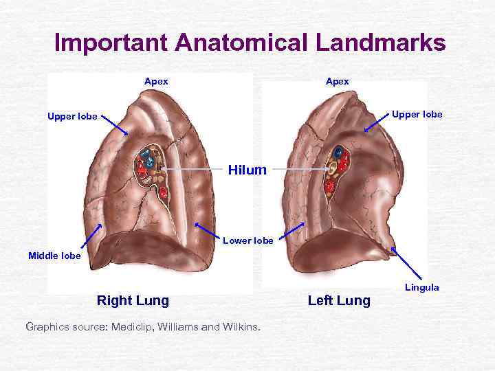 Important Anatomical Landmarks Apex Upper lobe Hilum Lower lobe Middle lobe Lingula Right Lung