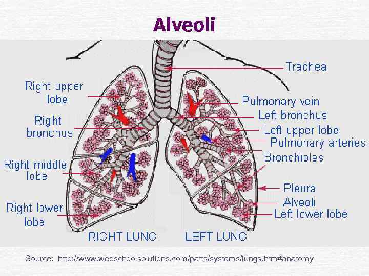 Alveoli Source: http: //www. webschoolsolutions. com/patts/systems/lungs. htm#anatomy 