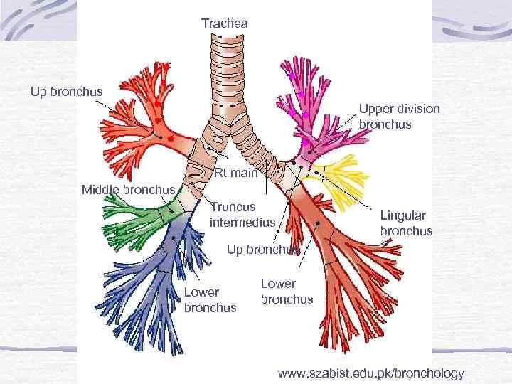 Trachea Up bronchus Upper division bronchus Rt main Middle bronchus Truncus intermedius Lingular bronchus