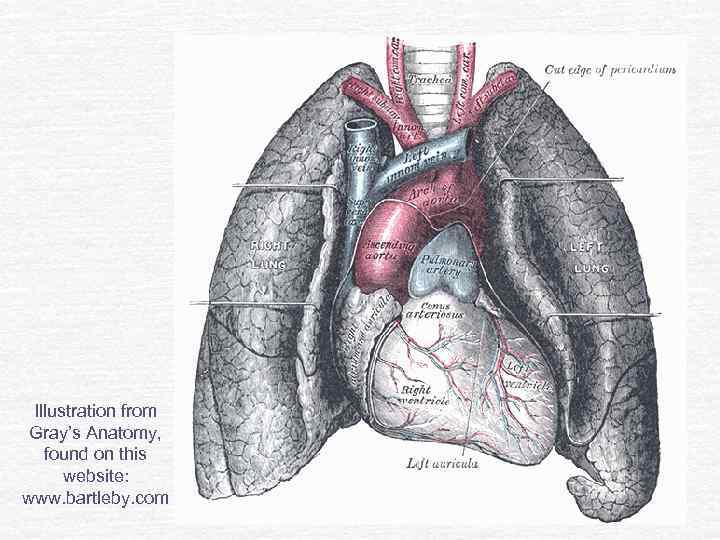 Illustration from Gray’s Anatomy, found on this website: www. bartleby. com 