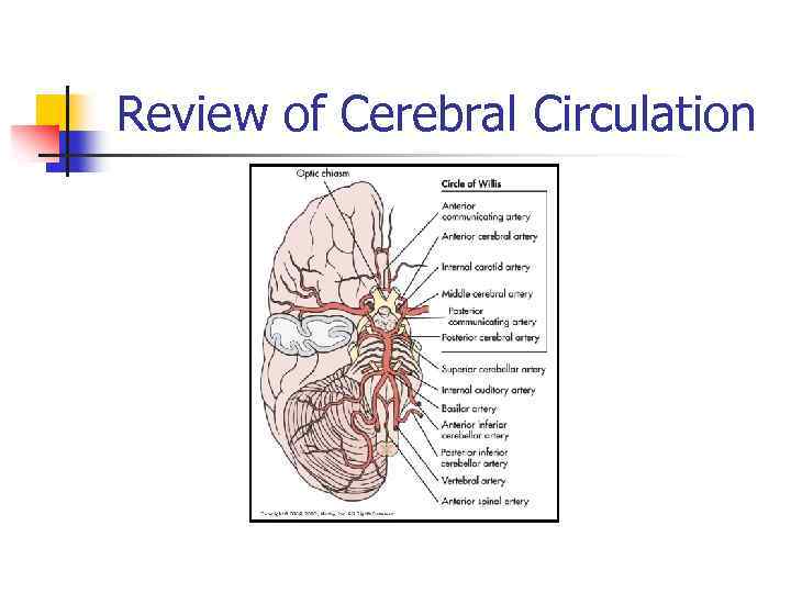 Review of Cerebral Circulation 