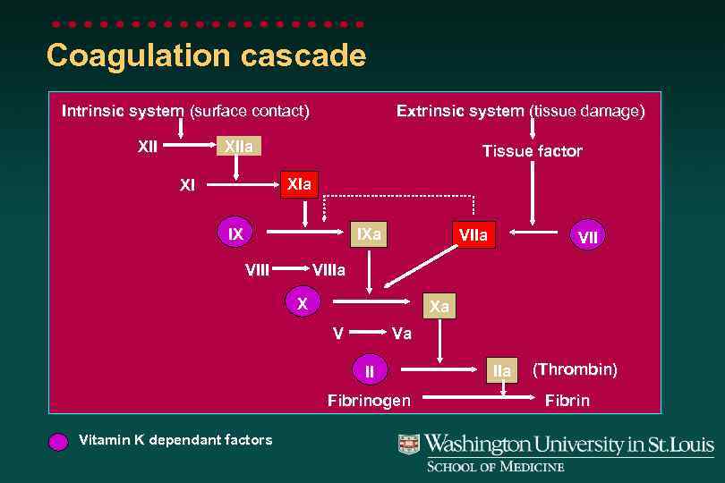 Coagulation cascade Intrinsic system (surface contact) Extrinsic system (tissue damage) XIIa XII Tissue factor