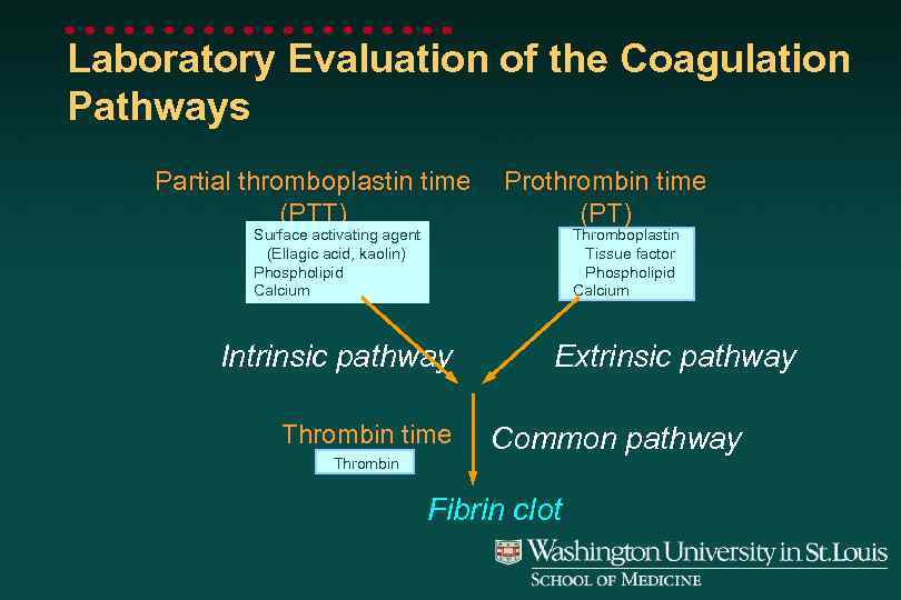 Laboratory Evaluation of the Coagulation Pathways Partial thromboplastin time (PTT) Surface activating agent (Ellagic