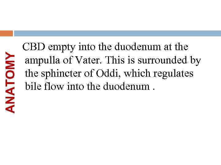 ANATOMY CBD empty into the duodenum at the ampulla of Vater. This is surrounded