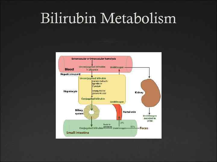 Bilirubin Metabolism 