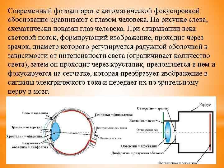 Какую функцию выполняет зрачок глаза фокусируется изображение