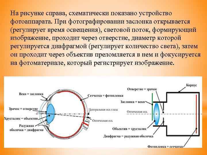 На рисунке справа, схематически показано устройство фотоаппарата. При фотографировании заслонка открывается (регулирует время освещения),