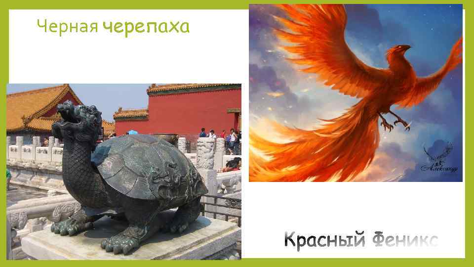 Черная черепаха 