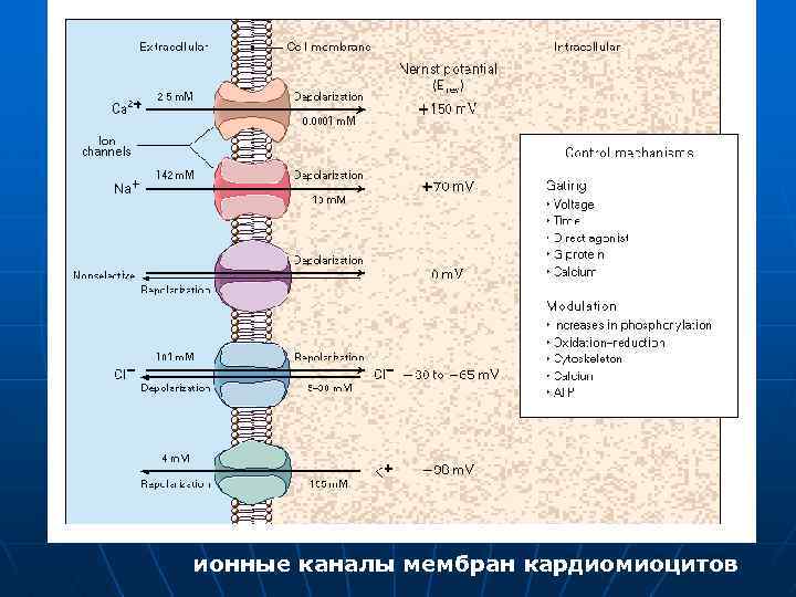 ионные каналы мембран кардиомиоцитов 