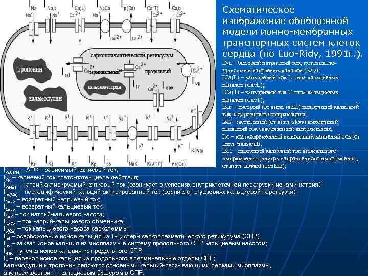 Схематическое изображение обобщенной модели ионно-мембранных транспортных систем клеток сердца (по Luo-Ridy, 1991 г. ).