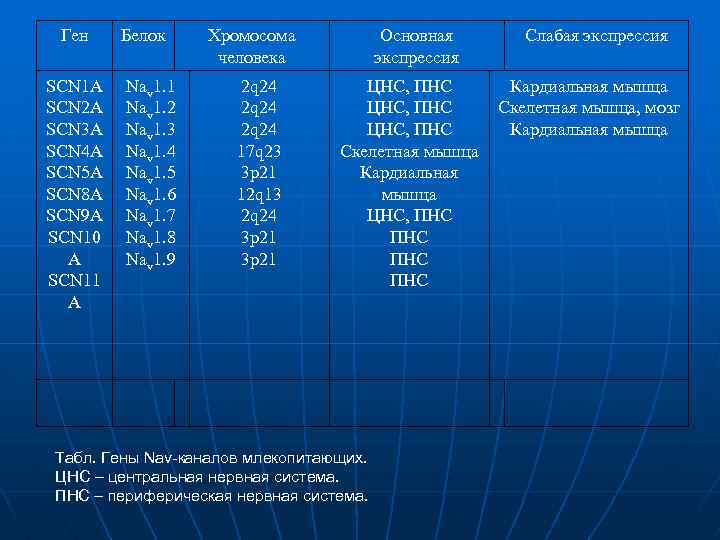 Ген SCN 1 A SCN 2 A SCN 3 A SCN 4 A SCN