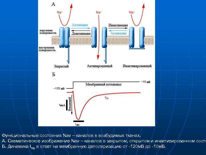 Функциональные состояния Nav – каналов в возбудимых тканях. А. Схематическое изображение Nav – каналов