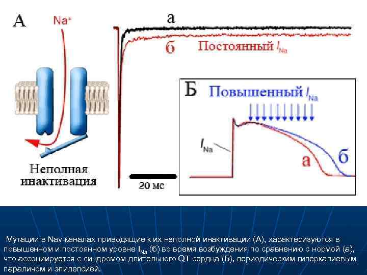 Мутации в Nav-каналах приводящие к их неполной инактивации (А), характеризуются в повышенном и постоянном